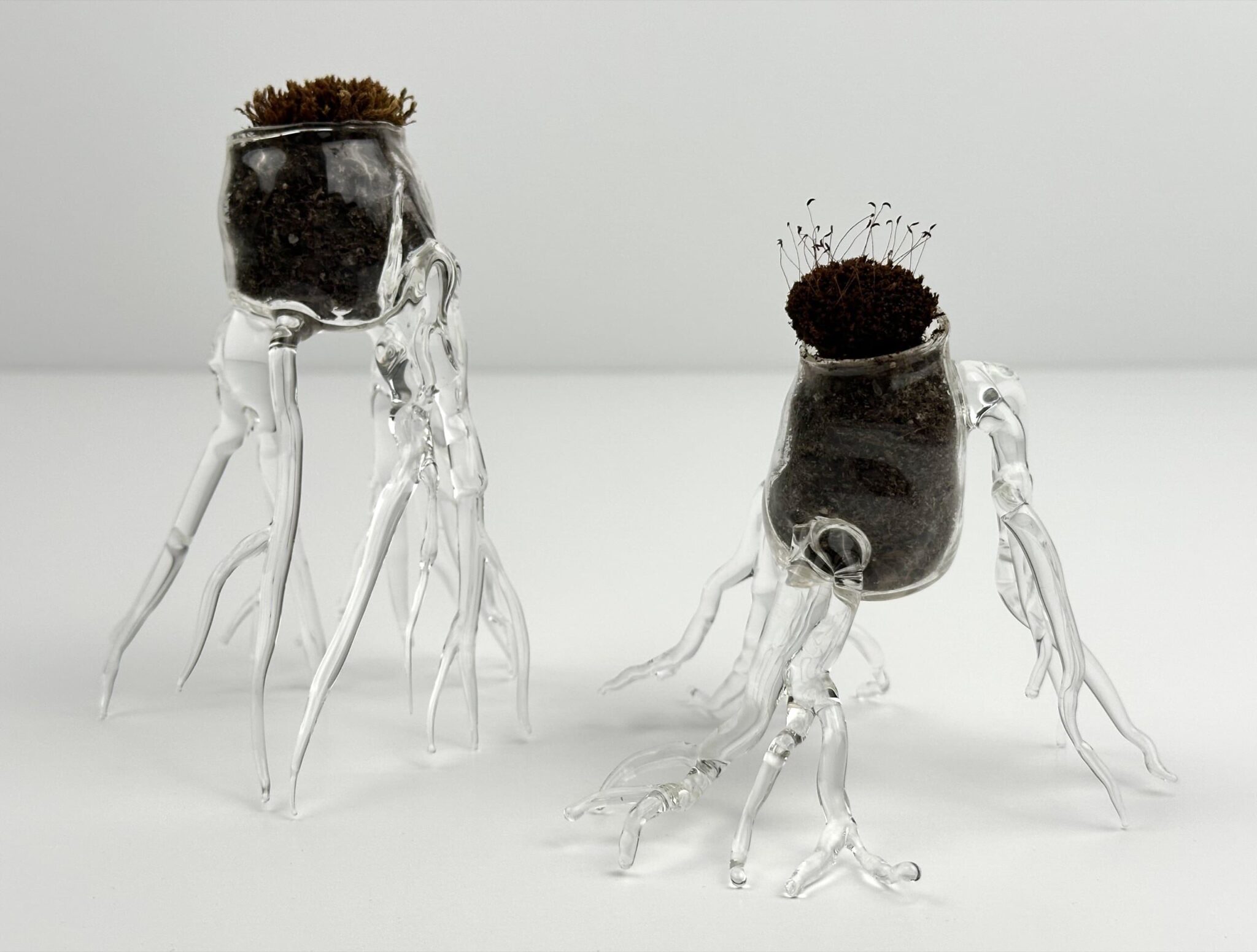 Glasswork by Stephanie Tayengco inspired by time as a resident at Bloedel Reserve on Bainbridge Island. Stephanie Tayengco (Poulsbo, WA), Regeneration (Nurse Log Vessels), 2025, borosilicate glass, potting soil, and moss, Courtesy of the Artist, photo by Dasha Moore