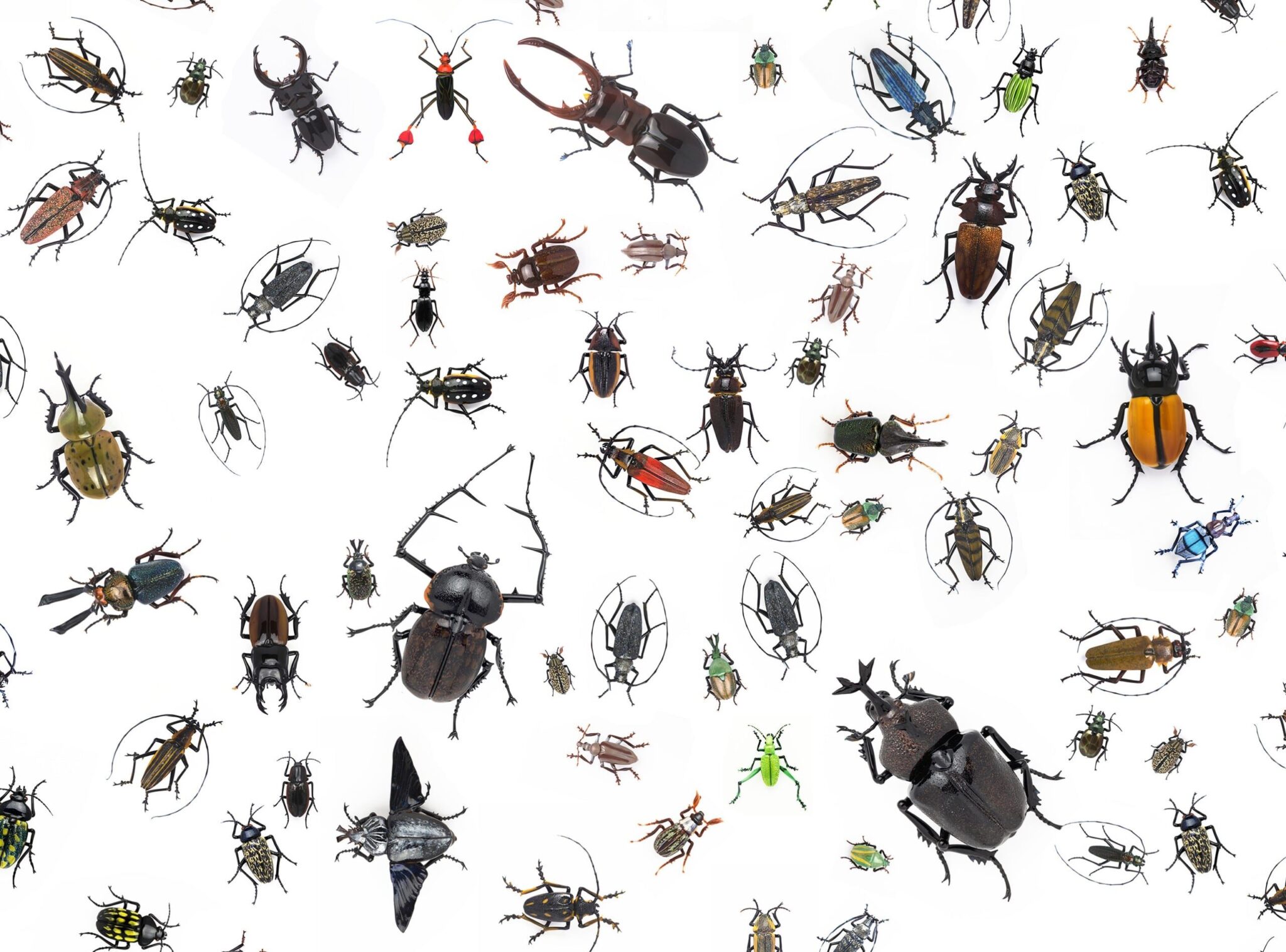 Vittorio Costantini. Entomological Specimens. Vittorio Costantini (Italian, born 1944). Entomological Specimens. Hot-sculpted glass. The George R. Stroemple Collection, A Stroemple/Stirek Collaboration.