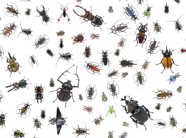 Vittorio Costantini. Entomological Specimens. Vittorio Costantini (Italian, born 1944). Entomological Specimens. Hot-sculpted glass. The George R. Stroemple Collection, A Stroemple/Stirek Collaboration.