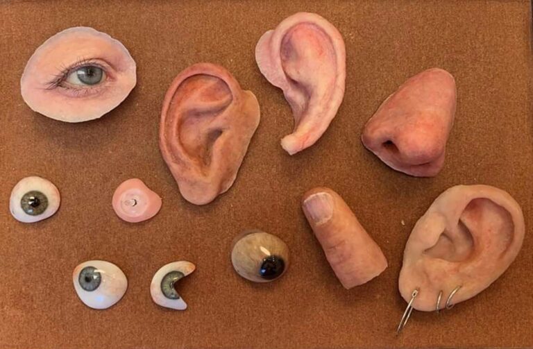 Anaplastologist Chelse Lillo’s display of sample prostheses. Lyndon House Arts Center