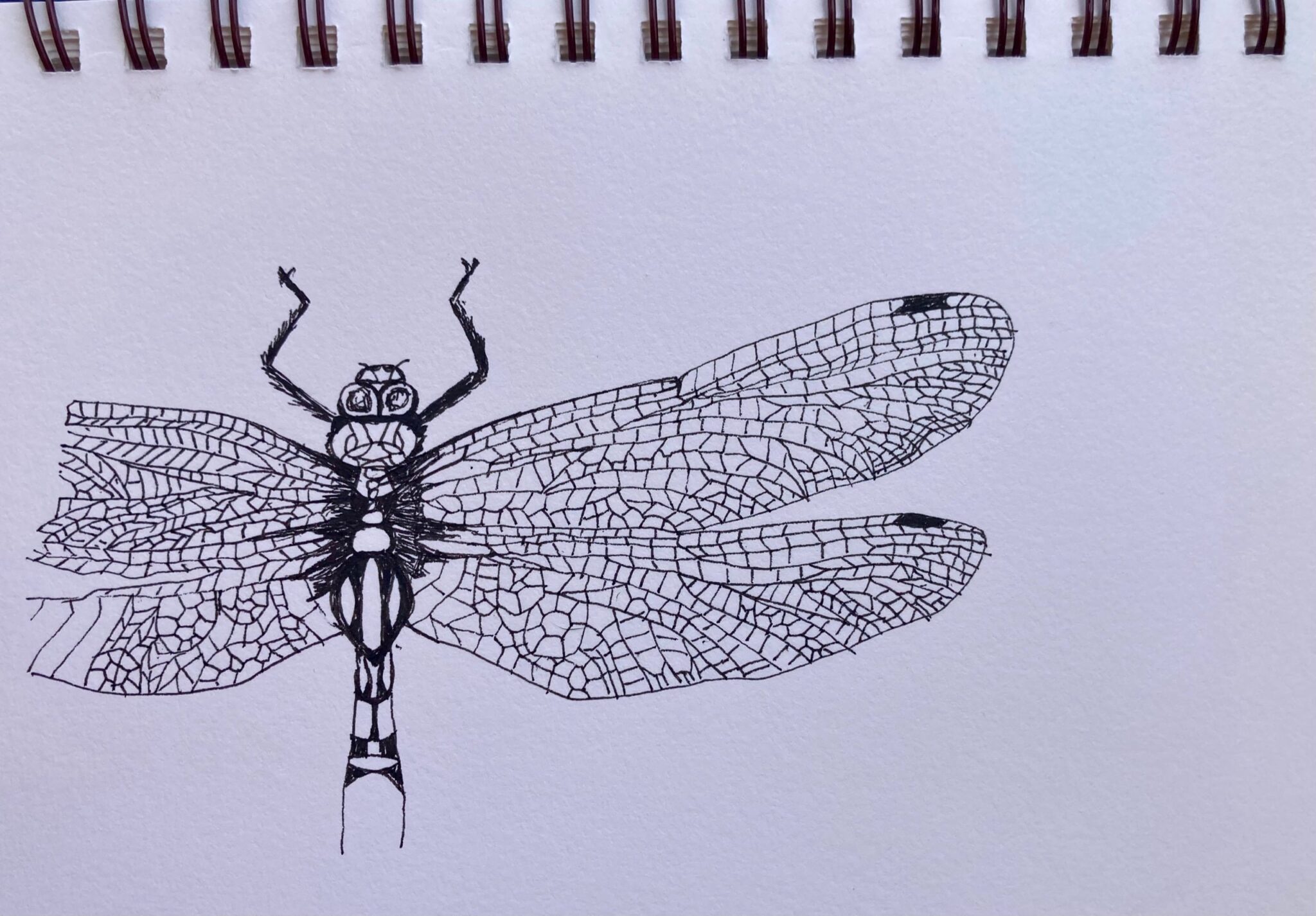 Dragonfly Sketch. Jane May Jones