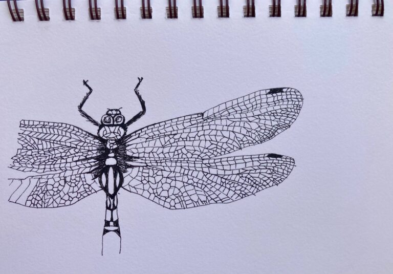 Dragonfly Sketch. Jane May Jones Dragonfly Sketch. Jane May Jones