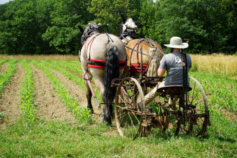 Draft horses in the field. Sanborn Mills Farm