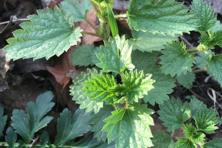 Wild green nettle leaves. American Swedish Institute