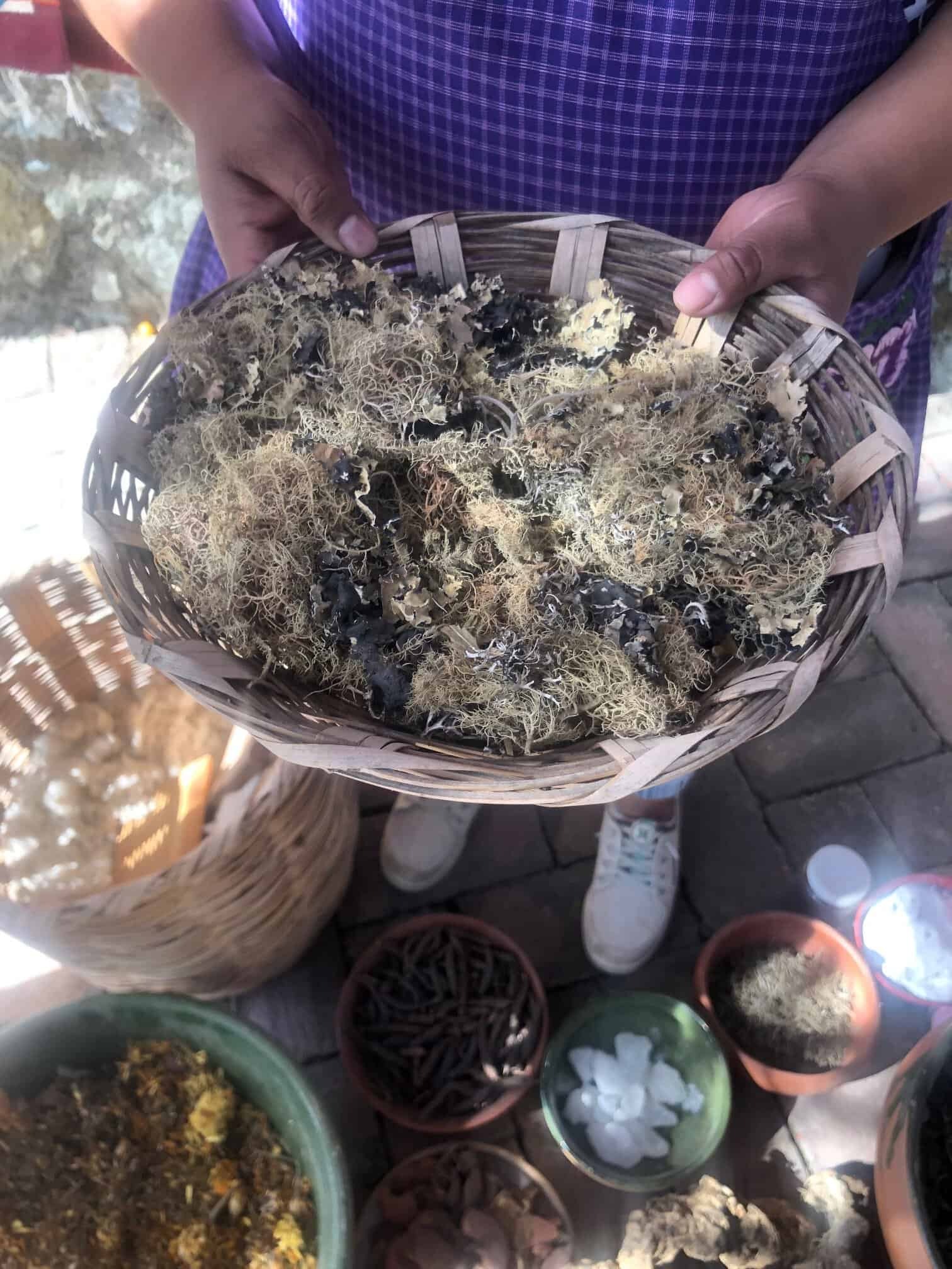 Family Workshop: Dyeing with Plants with Vero Mendoza. Courtesy of Craft Contemporary