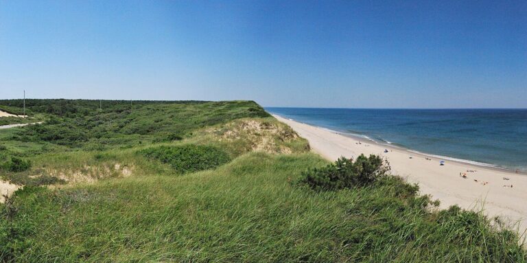 Part of the Cape Cod ecosystem Part of the Cape Cod ecosystem. Matt H. Wade